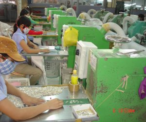 SẢN XUẤT NÚT ÁO VỎ SÒ GIỮA MÙA DỊCH COVID-19