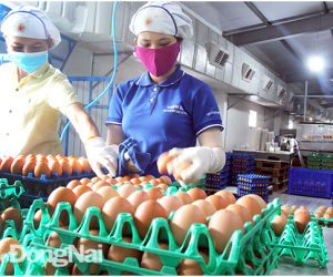 Phát triển thương hiệu cho sản phẩm OCOP